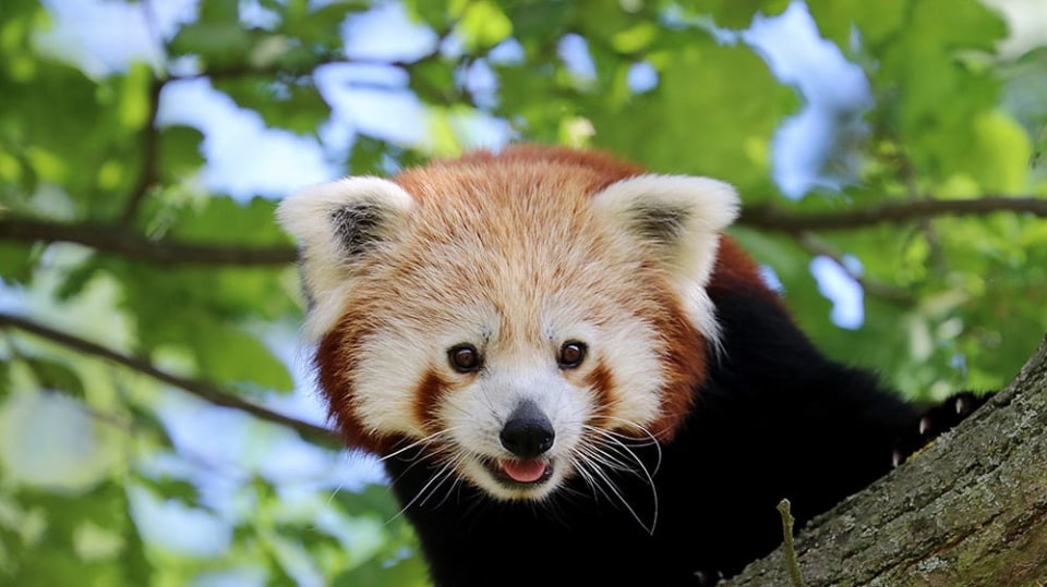 panda červená